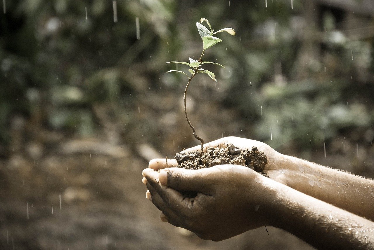 Hands gently holding a young plant in wet soil, symbolizing care and growth. The image reflects the spirit of nurturing, a core aspect of the care sector. The abolition of the UK Care Worker Visa Route may impact such roles.