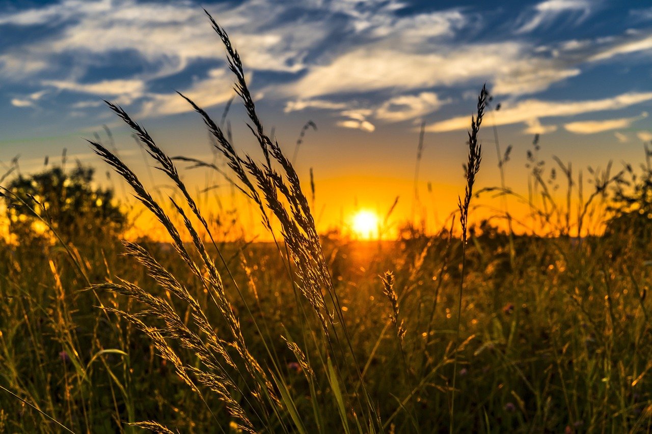 Sunset over unregistered land with golden wheat fields in the UK countryside.