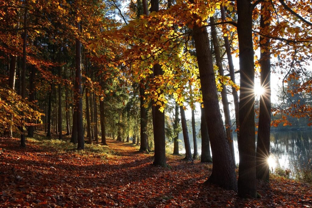 Accidents in public places can occur in autumn forests with fallen leaves and sunlight by the lake.